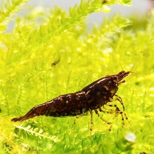 Neocaridina sp.choco shrimp
